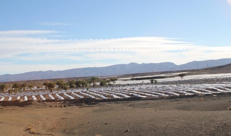 Wassermelonenanbau in Zagora; Foto: Ilham Al-Talbi