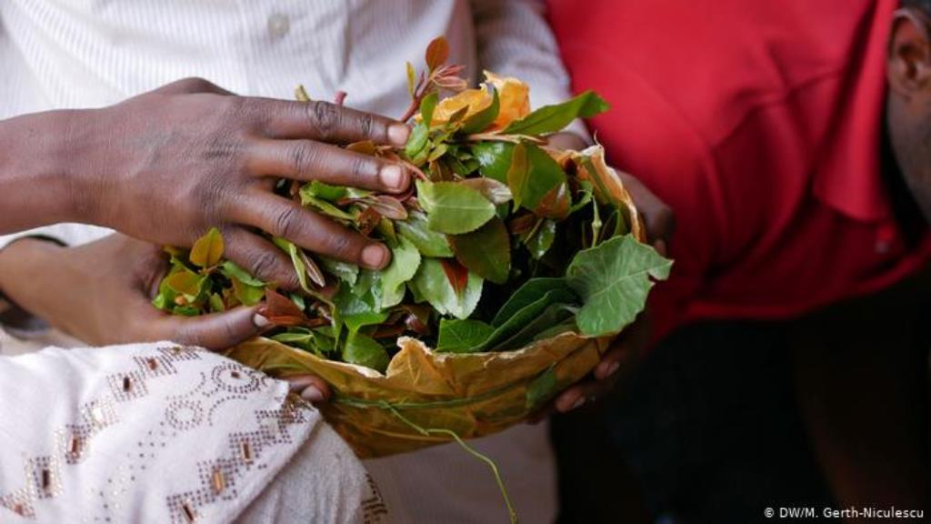 Khat-Blätter in Harar, Äthiopien (DW/M. Gerth-Niculescu)