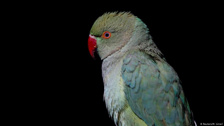 A parrot is seen inside a shop for sale at Ka Faroshi bird market in Kabul, Afghanistan (photo: REUTERS/Mohammad Ismail)