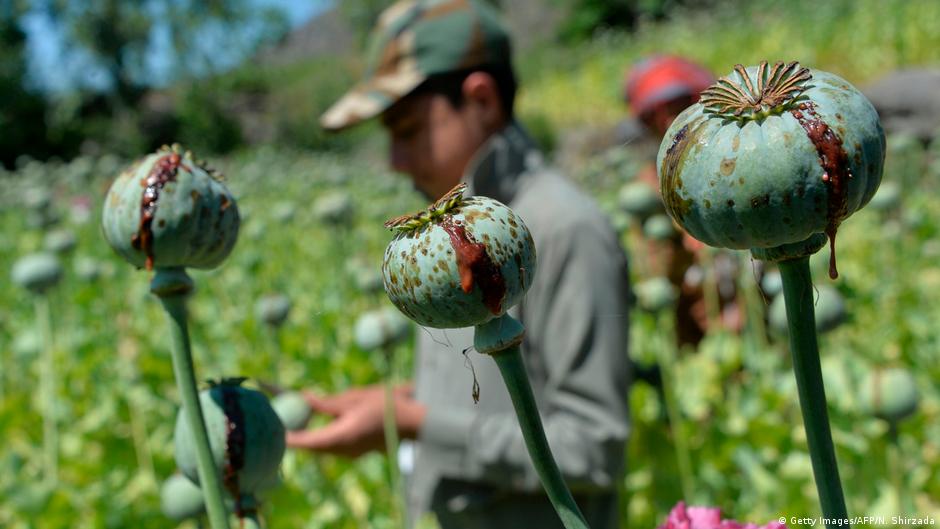 Opium poppies growing in a field in Afghanistan (photo: Getty Images/AFP)