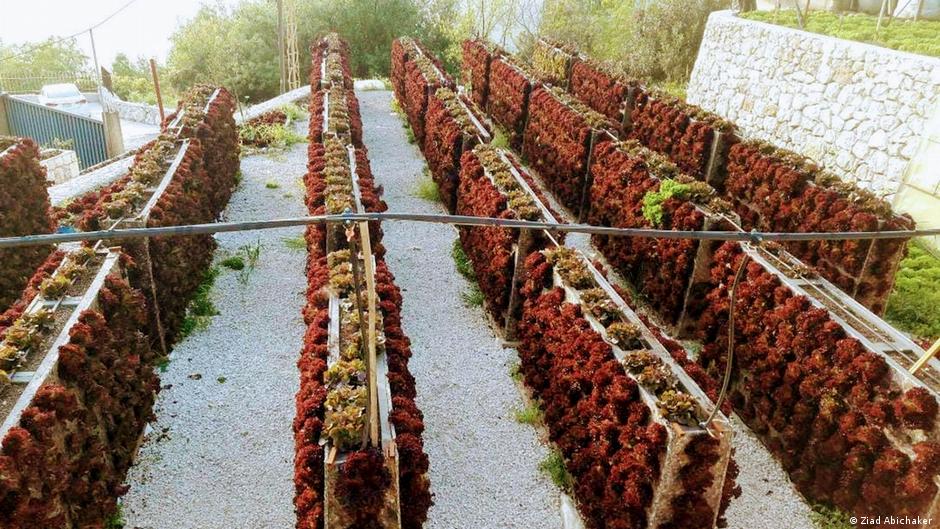 Farming on flat roofs in Lebanon (photo: DW)