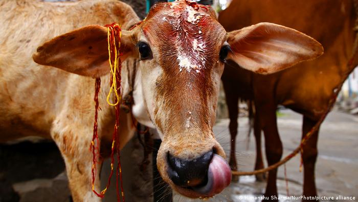 In the foreground is the face of a cow licking its muzzle