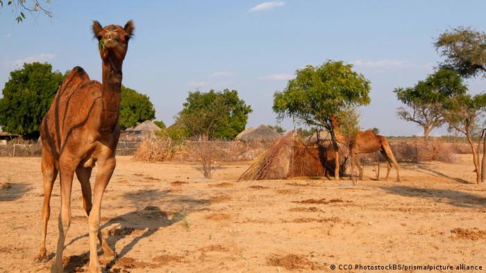 Camels on sandy ground with some green trees, bushes and wooden huts