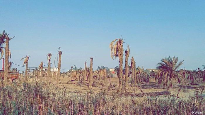 يموت واقفا: نخيل العراق ضحية الحرب والإهمال - فهل يستعيد مكانته في تصدير التمور؟ 05 Irakische Palmen Foto Wisam