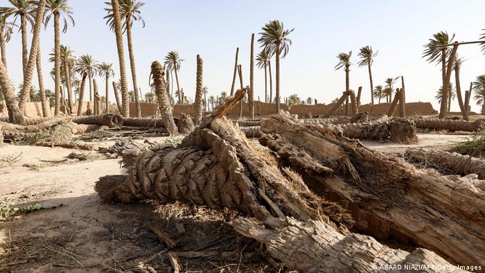 يموت واقفا: نخيل العراق ضحية الحرب والإهمال - فهل يستعيد مكانته في تصدير التمور؟ 06 Irakische Palmen Foto Getty Images