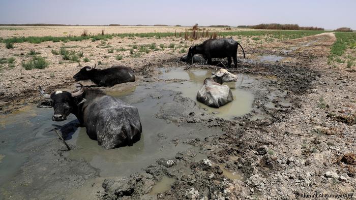 نهر دجلة شريان العراق الحيوي ضحية للتغير المناخي فهل على سدود تركيا إتاحة مياه أكثر؟ 11 Der Tigris - die Lebensader des Irak Foto AFP