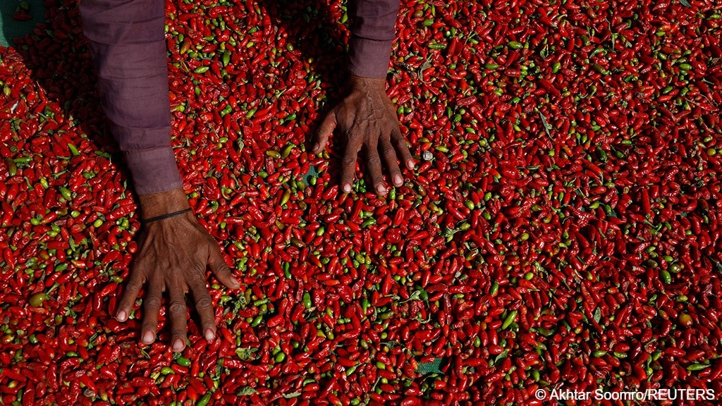 Hands spread out chillies on a mat (photo: Akhtar Soomro/Reuters)