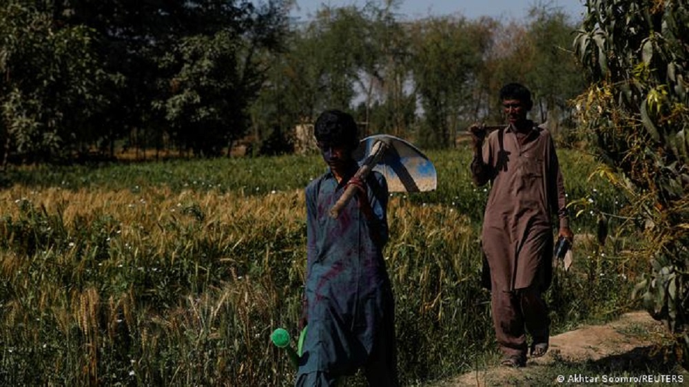 Vater und Sohn arbeiten im Chili-Feld (Foto: Akhtar Soomro/Reuters)