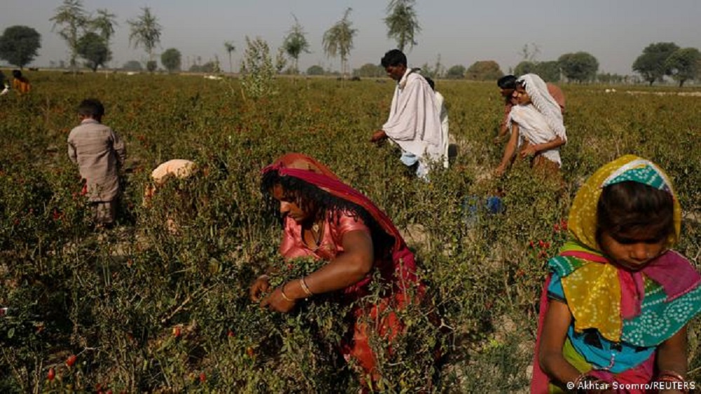 Arbeit mit der ganzen Familie. (Foto: Akhtar Soomro/Reuters)