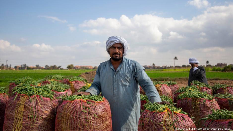 مزارع فلاح في حقل في مصر  - قطاع الزراعة المصري. Bauer - Ägypten Landwirtschaft Foto Picture Alliance