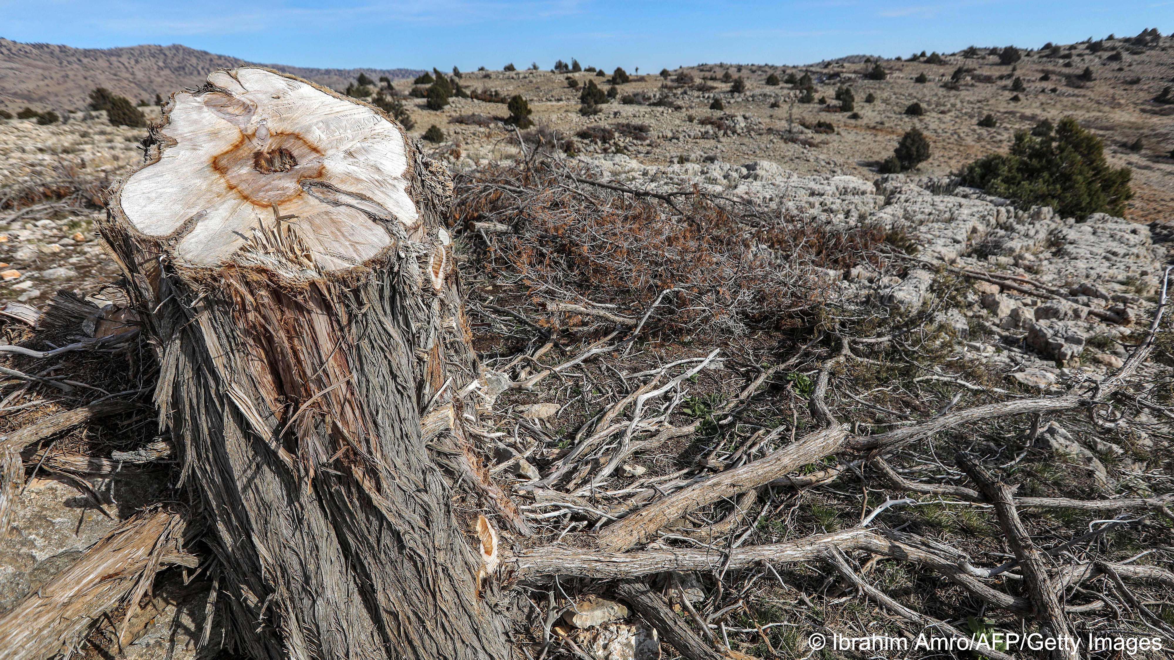 Junipers are among "the few trees that can grow at high altitudes," said Abi Rached. What's more, they play a vital role in replenishing groundwater reserves.