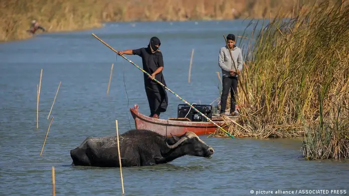 تغير المناخ يضرب أهوار العراق 05 Umwelt im Irak Foto Picture Alliance