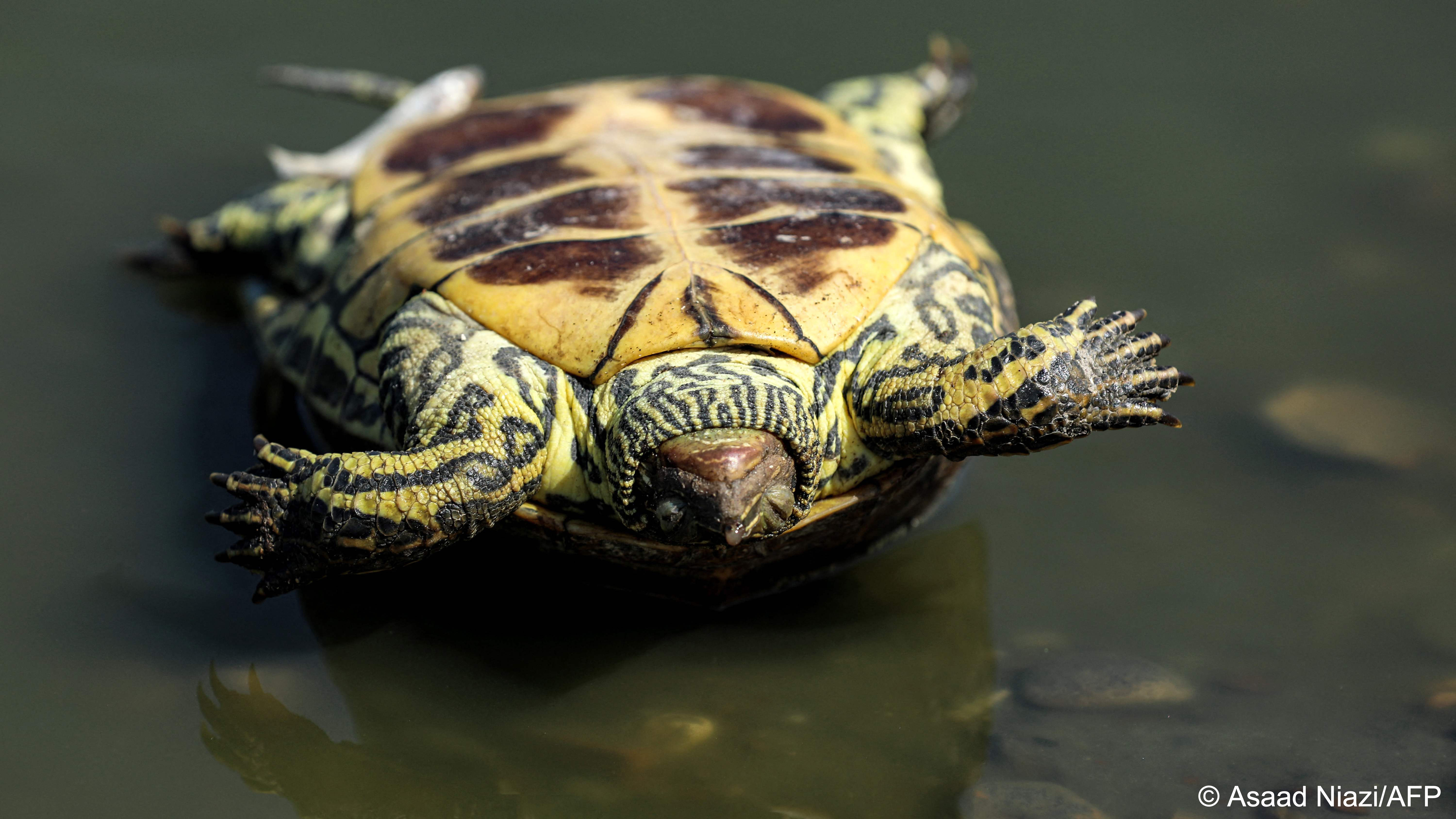 A dead turtle lies upside down at the water's edge of the Amshan River in the Maysan Governate, south-eastern Iraq (photo: Asaad Niazi/AFP)