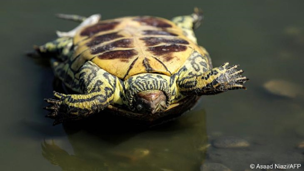 Eine tote Schildkröte liegt kopfüber am Ufer des Flusses Amshan im Gouvernement Maysan im Südosten des Irak (Foto: Asaad Niazi/AFP)