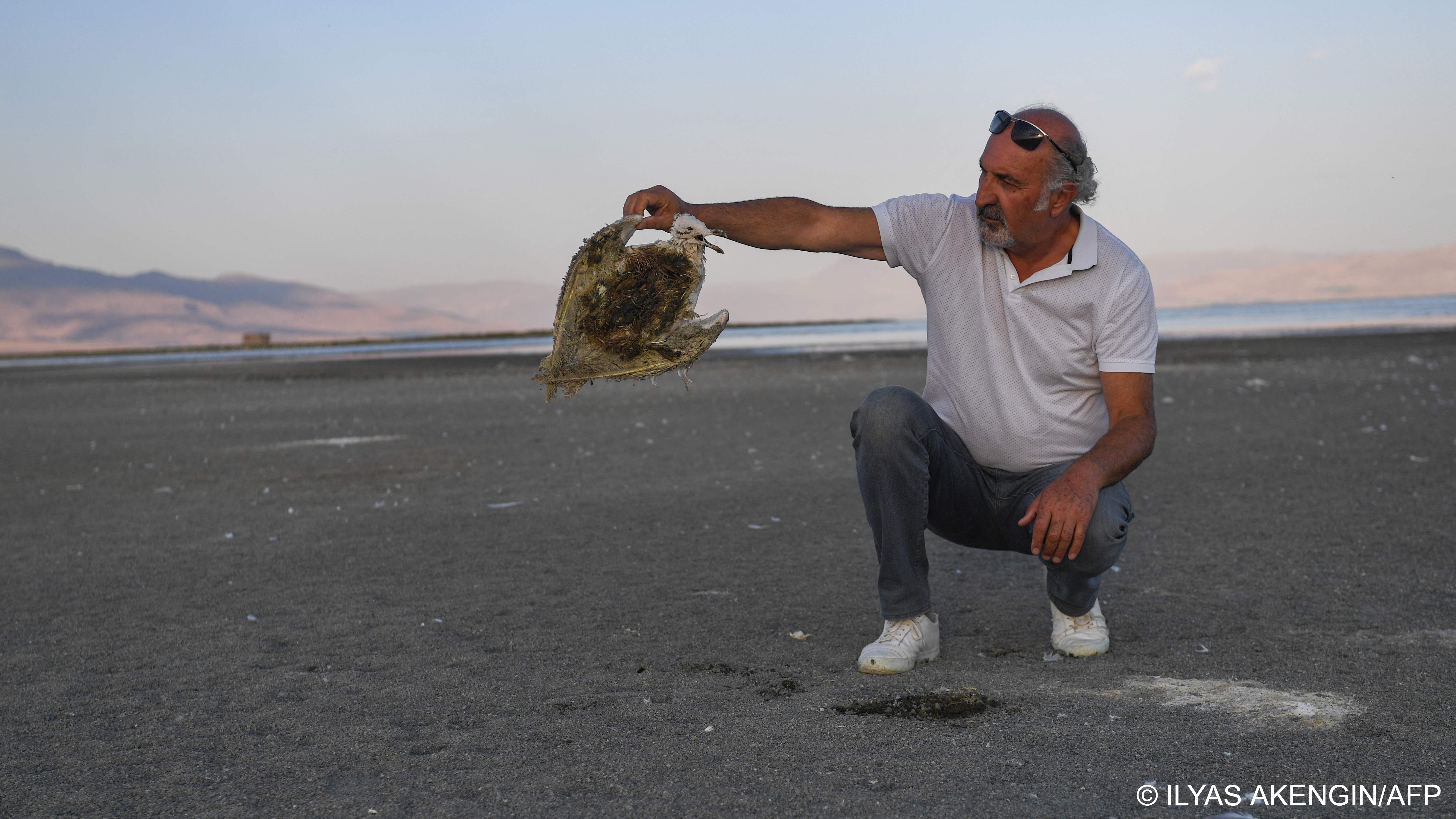 Kalcik holds up a gull that starved to death (image: ILYAS AKENGIN/AFP)