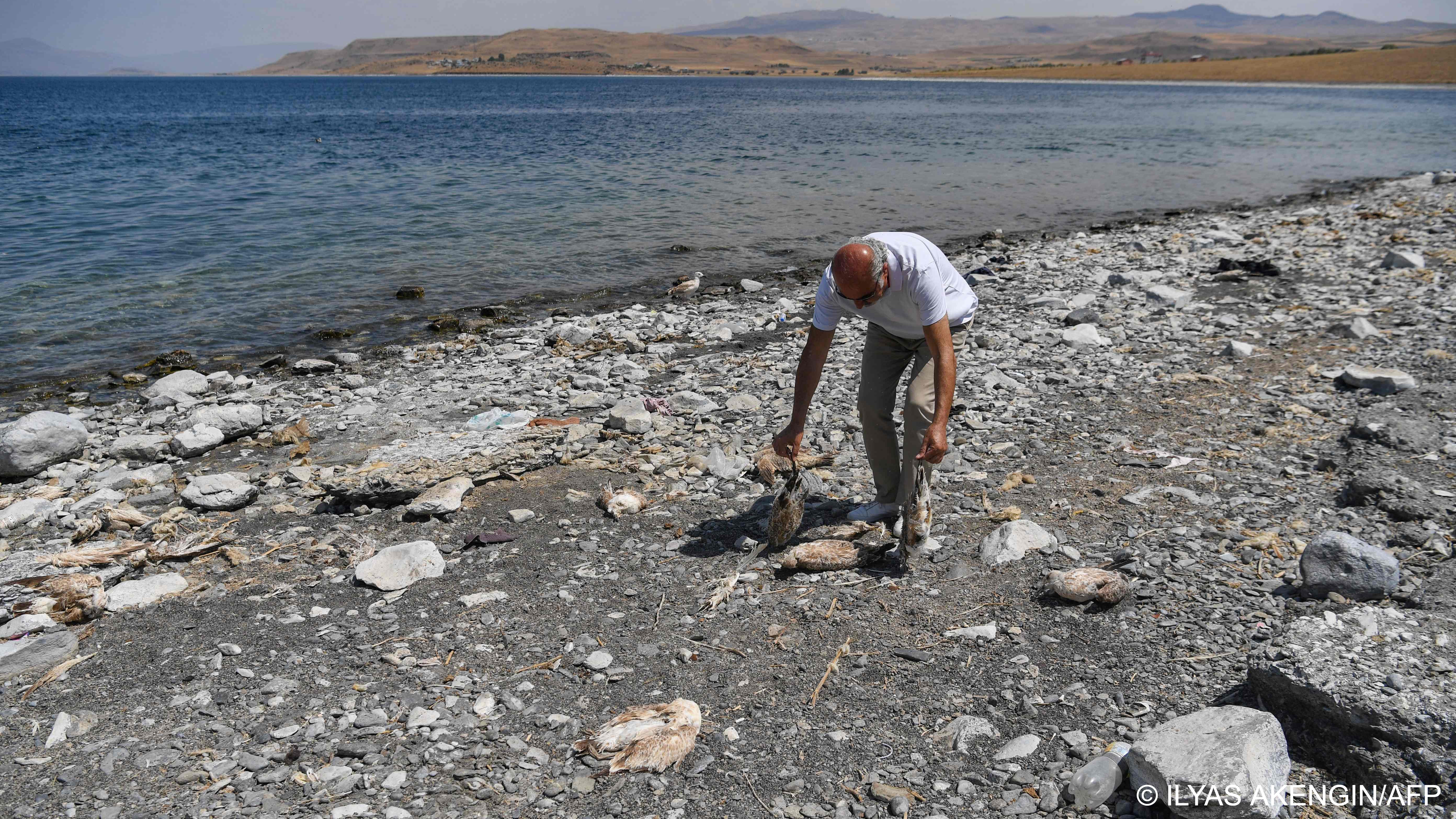 Kalcik holds gulls that starved to death (image: ILYAS AKENGIN/AFP)