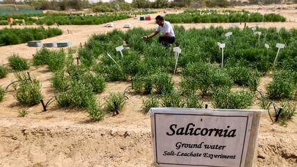  Salicornia, a succulent, is already being used as a salt replacement in burger patties, a rare farming success in the oil-rich United Arab Emirates which imports nearly all of its food.