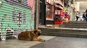 A stray dog in front of a shop in Istanbul