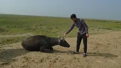 Hussam Qais Taha with a water buffalo