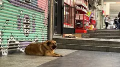 A stray dog in front of a shop in Istanbul